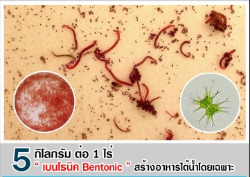 เบนโธ นิค สร้างอาหารสดใต้น้ำ ให้สัตว์วัยอ่อน