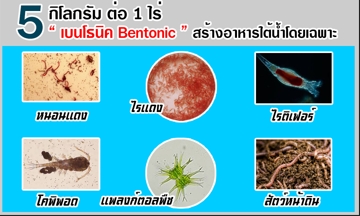 เบนโธ นิค สร้างอาหารสดใต้น้ำ ให้สัตว์วัยอ่อน
