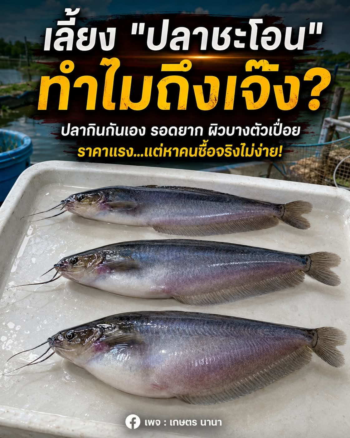 เลี้ยงปลาชะโอน ทำไมถึงเจ๊ง