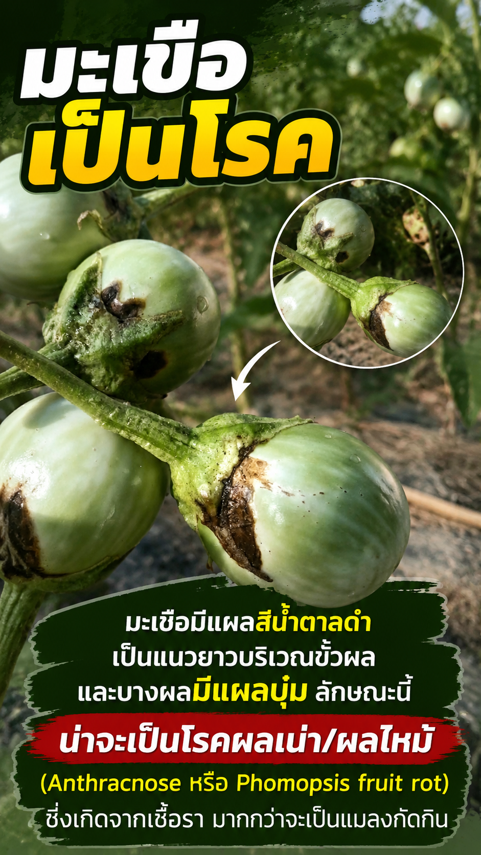 แก้ไขและป้องกันผลมะเขือสีน้ำตาล เน่า