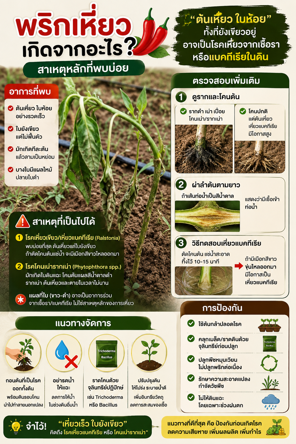 พริเหี่ยวทั้งต้น ใบตกห้อย แต่ยังเขียว